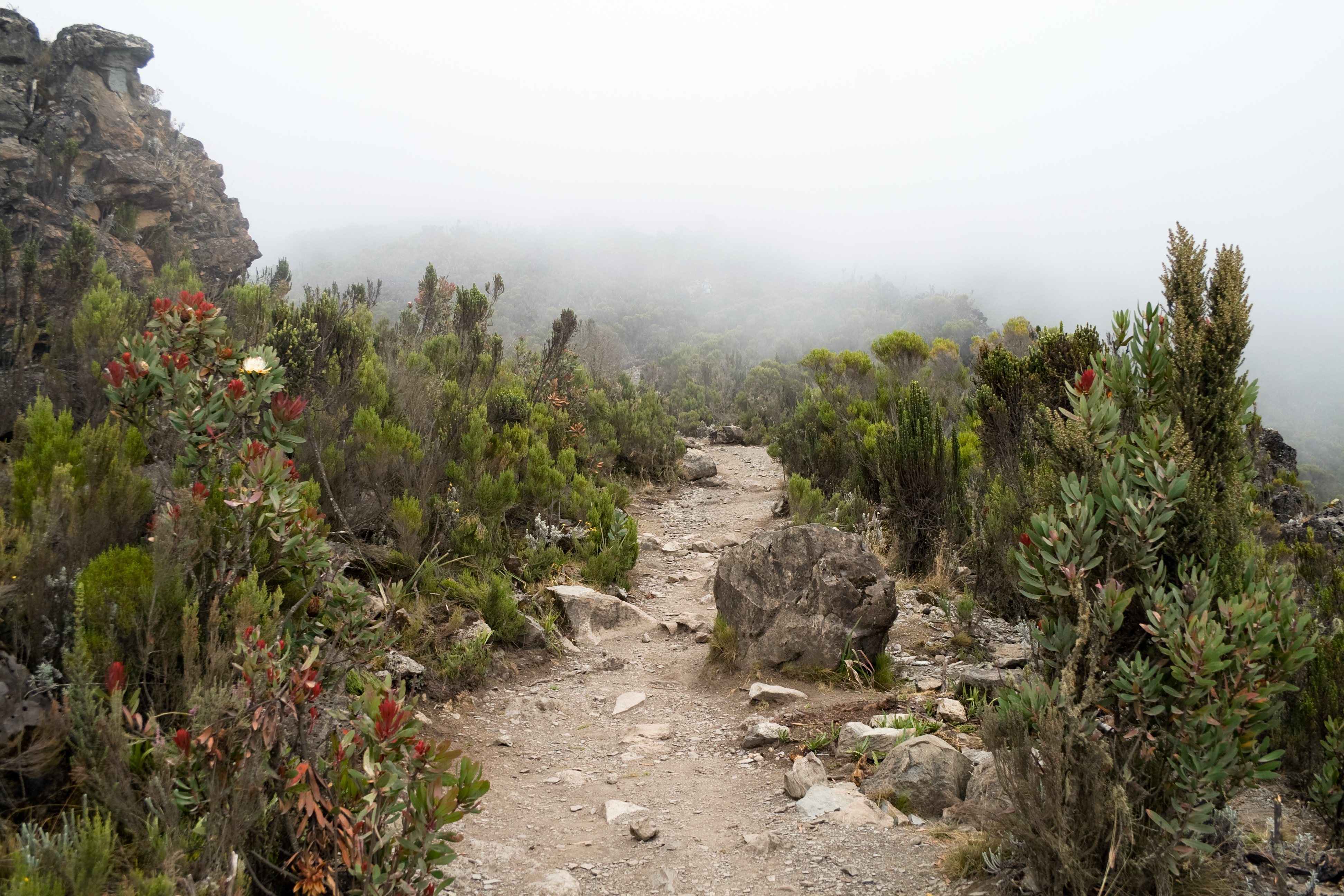 Mweka Camp to Mweka Gate - Day 7 of Machame Route